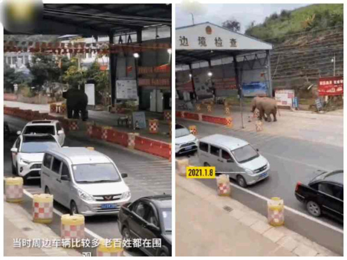 野象大搖大擺過關。網圖