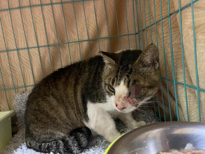 香港仔华富邨发现一只流浪猫怀疑被人虐打受伤。西环猫奴FB图片