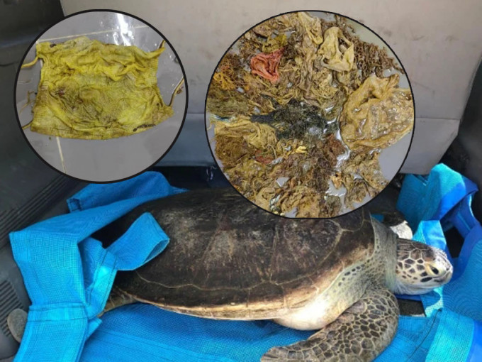 海南海龟死亡体内取出3公斤海洋垃圾，包括口罩。