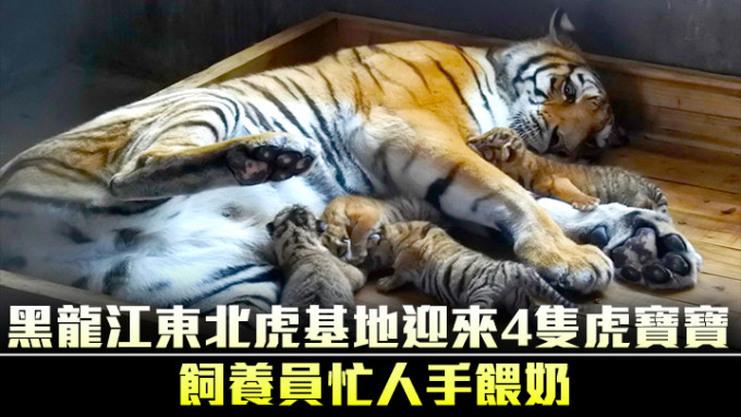 虎媽媽正在餵4隻虎寶寶。新華社圖片