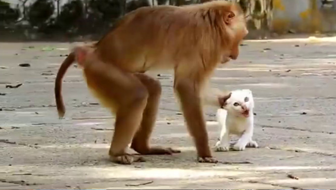 昆明动物园猴子虐猫的消息在网上广传。