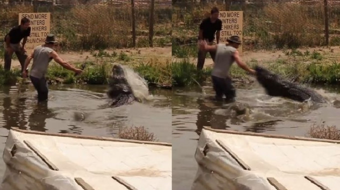 Jay拿着自拍神棍冒险走到池中，试图近距离拍摄鳄鱼时，鳄鱼突然发难，跃起袭击Jay。