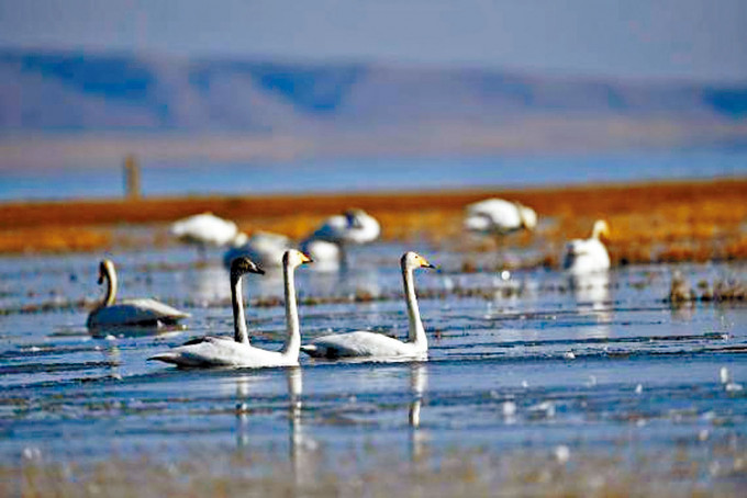 ■青海湖監測越冬大天鵝。