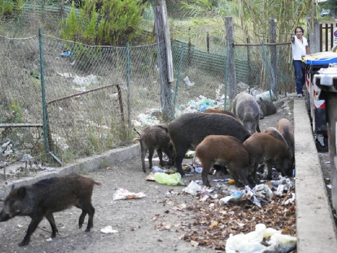 在意大利罗马街头经常有野猪联群结队觅食。 （美联社）