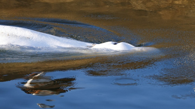 早前误闯塞纳河的白鲸健康恶化需接受安乐死。AP资料图片