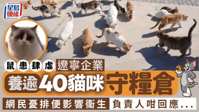 护粮小卫士 辽宁企业饲养40馀只猫守护粮仓