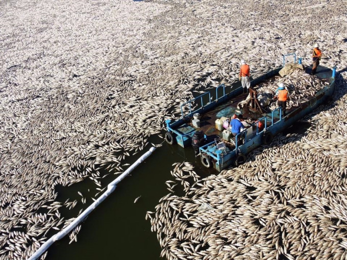 基隆河流域近日出现大量死鱼（网上图片）