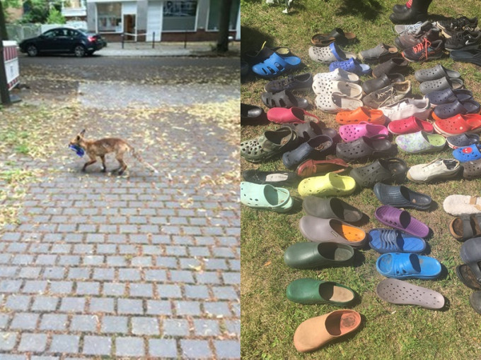 德国一只狐狸偷走过百对鞋。FHackenbruch
图片