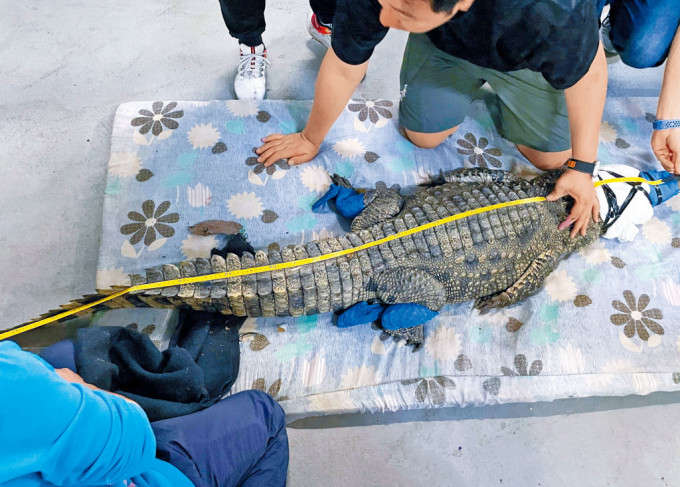 海洋公园兽医为鳄鱼量度身体长度及重量。 