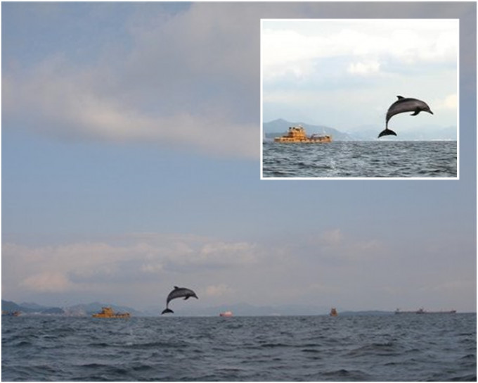 海豚跳出水面，最高超过两米。网图