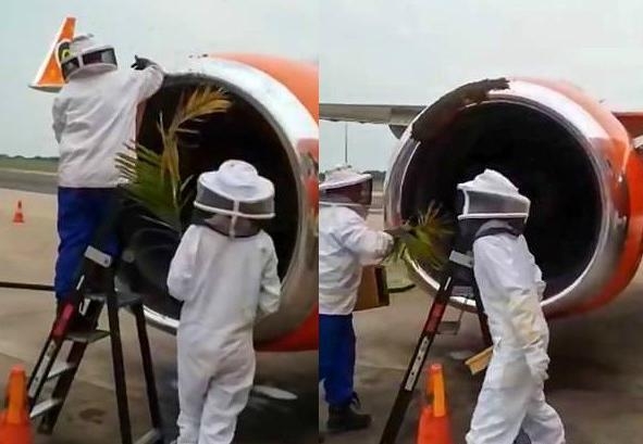 南非芒果航空客機有大量蜜蜂竄進引擎，延誤了飛機起飛的時間。(網圖)