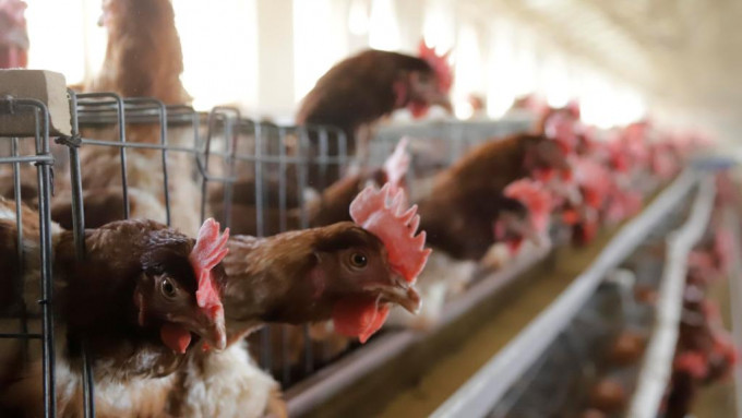 研究指疫苗免疫有效H5禽流感病毒對家禽未造成實質危害。新華社資料相