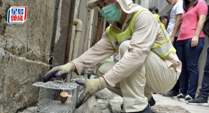食環署自去年7月至今年5月共捕獲逾5.2萬隻活鼠。資料圖片