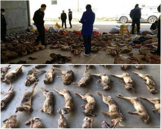 检获的动物尸体涉及省级重点野生保护17000馀只。