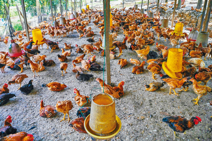 马来西亚彭亨州淡马鲁县一个鸡场。
