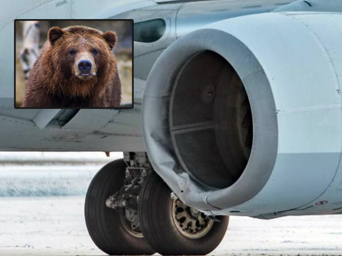 美国客机降落时撞到棕熊母子，母熊当场惨死小熊幸存。ap / unsplash图