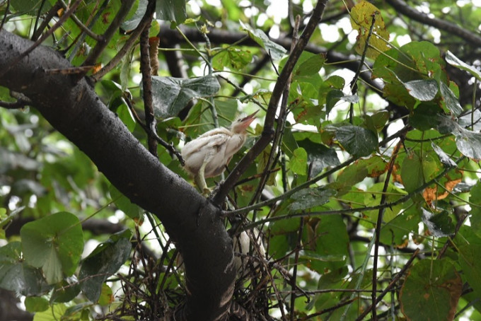 大埔鹭鸟林两只获救雏鸟经治疗后今日放生。资料图片