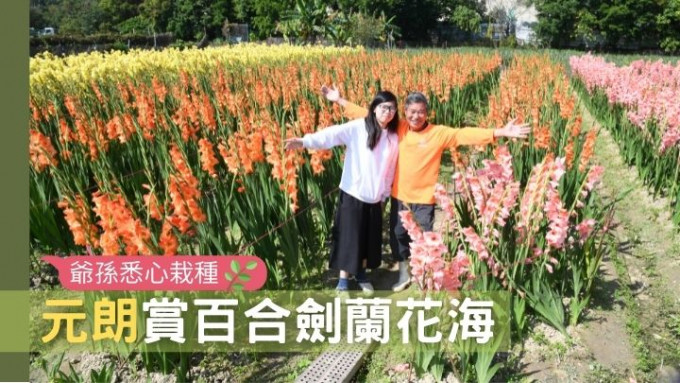 大批百合和剑兰形成花海，信哥（右）与孙女阿晴（左）期望大家入园后开开心心。