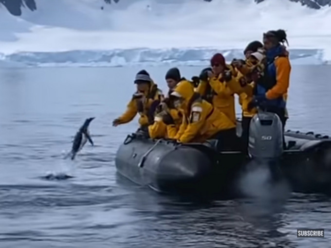 南极企鹅为躲避虎鲸捕猎，一跃而起跳上游客橡皮艇。(网图)