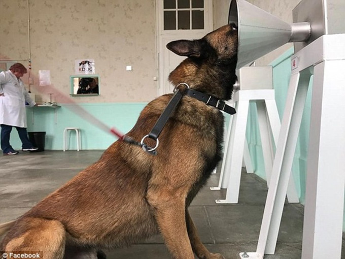 经过6个月训练及测试，发现狗狗辨识患者气味准确度提高到百分百。fb