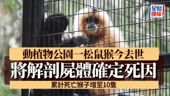 動植物公園10猴死亡｜隔離觀察松鼠猴今離世 將解剖化驗屍體確認死因