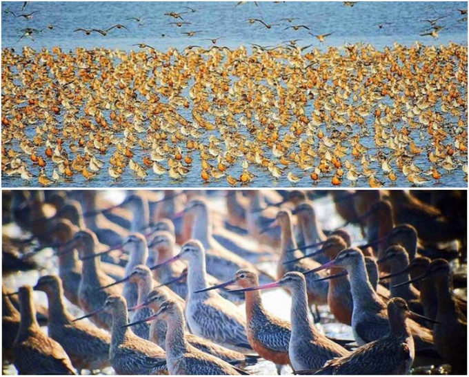 超過50多萬隻候鳥到鴨綠江口濱海濕地國家級自然保護區停歇、覓食。網圖