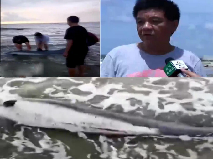 一隻受傷的海豚在吳川吉兆灣海攤擱淺，警民聯合救助，將其放歸大海。（網圖）
