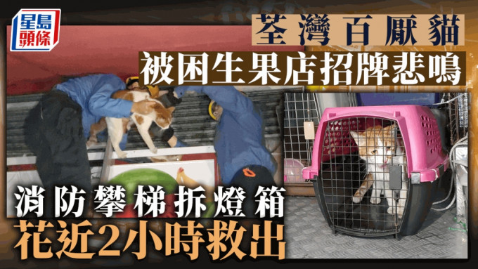 荃湾川龙街一只猫被困获救。蔡楚辉摄