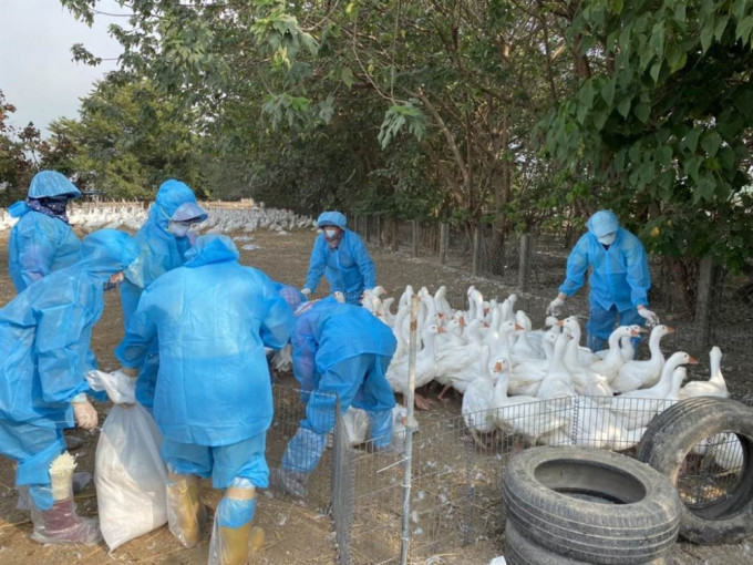 台灣雲林縣鵝場爆發H5N2禽流感，撲殺逾千隻鵝。雲林縣動植物防疫所圖片
