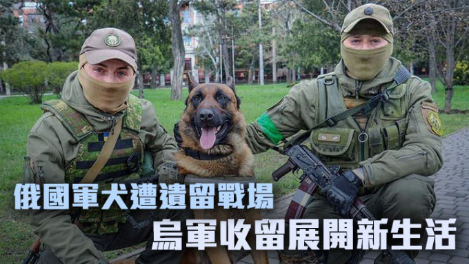 一頭俄羅斯軍犬被遺留在尼古拉耶夫，後獲烏克蘭國民警衞隊收留。網上圖片