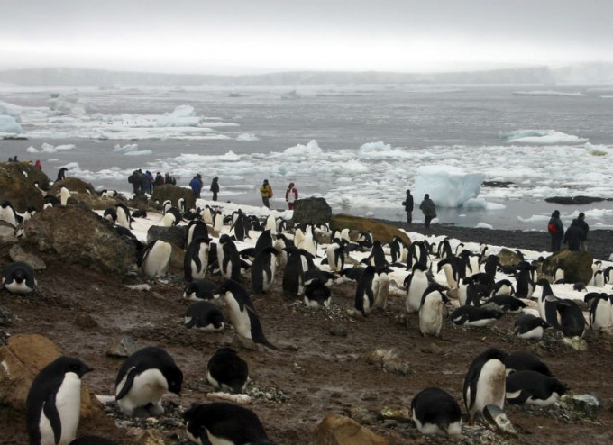 南極皇帝企鵝可能本世紀末絕種。AP圖片