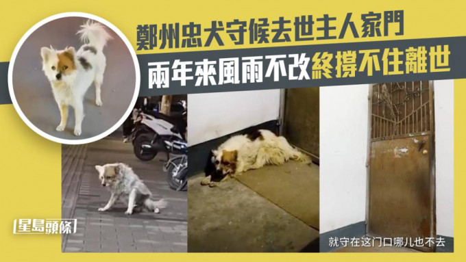 郑州一只忠犬守候已故主人家门两年，最终撑不住离世。网图