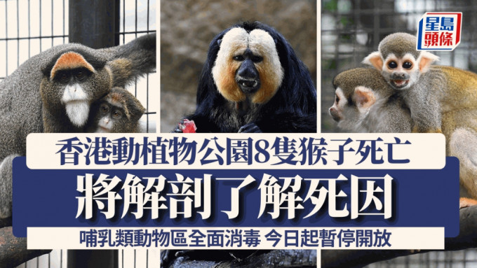 香港動植物公園8隻猴子死亡，將解剖了解死因。香港動植物公園圖片