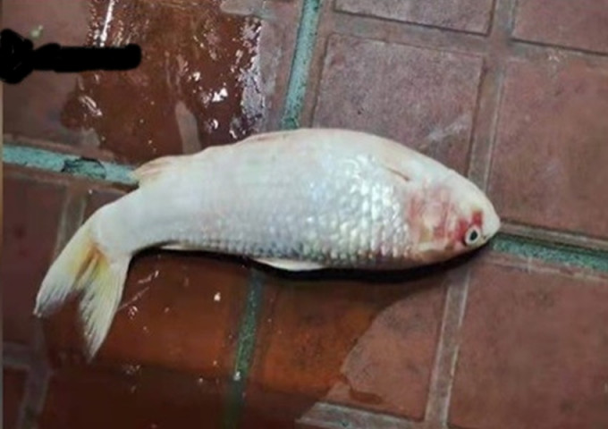 上海王女士镐鲤被盗，最后竟变鱼乾。人民网图片