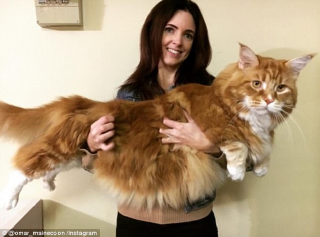 最長貓貓身型巨大。網圖