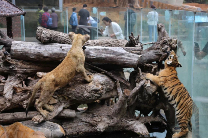 園方宣布即日起永久停止動物表演。青島森林野生動物世界微博圖片