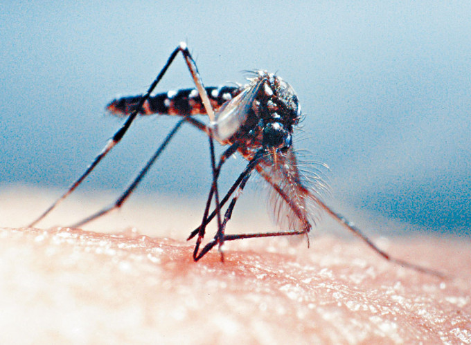 食环署指上月整体监察地区内的白纹伊蚊成蚊数量不多。