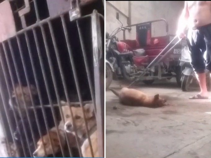 武漢一處民居近日被民眾揭發私下屠狗售賣。網上影片截圖