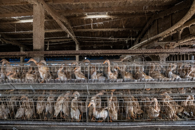 台灣農委會宣布將抽驗全台灣的鴨蛋場，視乎抽驗結果決定是否要將病毒列為例行監控疾病。台灣動物社會研究會圖