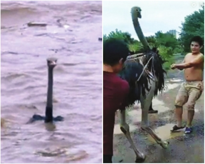 湖南武冈洪灾，当地村民在河中发现2只鸵鸟。(网上图片)
