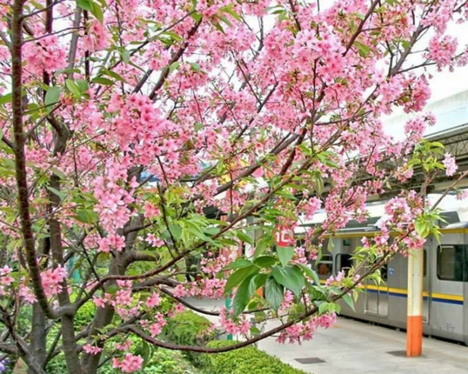 台湾火车站也是赏樱好选择。网图