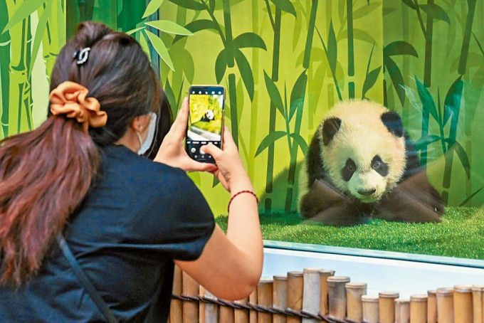 ■獅城首隻本土出生的大熊貓寶寶「叻叻」，周四首次與觀眾見面。