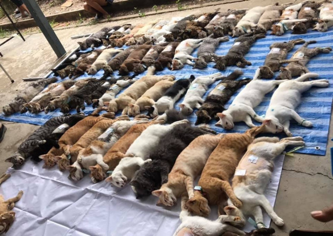 逾百只猫整齐排列惹屠杀疑云。 泰国佛统府图