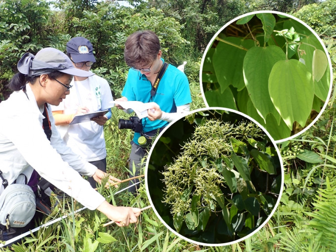 綠色力量早前發現植物「闊裂葉羊蹄甲」，該物種於香港未有官方記錄，屬香港首次記錄。綠色力量圖片