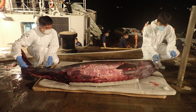 保育基金昨晚已将鲸鱼尸体带回海洋公园，于今早作解剖。海洋公园保育基金图片