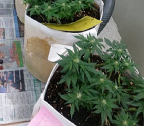 張某栽種高難度的大麻品種。 網上圖片