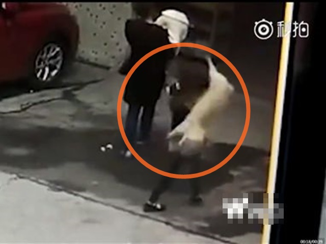 祸从天降!广州一名妇人遭高处堕下的狗只压伤。