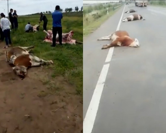 13头牛当场被撞死惨不忍睹。
