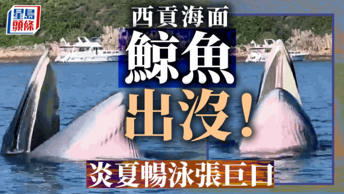 有读者今日（13日）在西贡马头缳、南风湾附近海域发现一条鲸鱼。