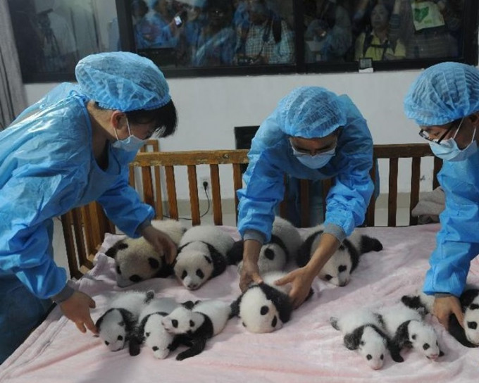 今年会是个丰收年预计有30只熊猫宝宝出生。